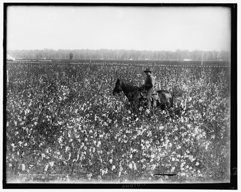 Cotton fields at Dahomey, Miss., between 1900 and 1910. Creator: Unknown.