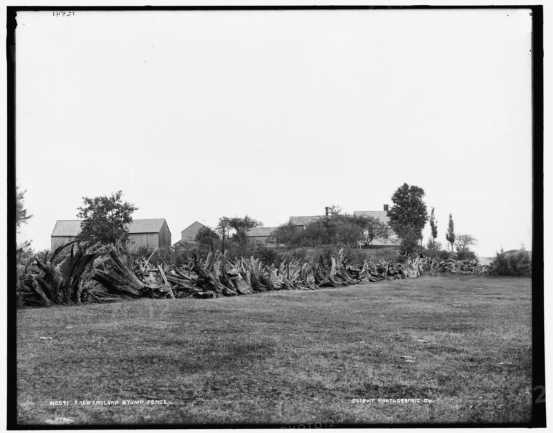 A New England stump fence, between 1890 and 1901. Creator: Unknown.