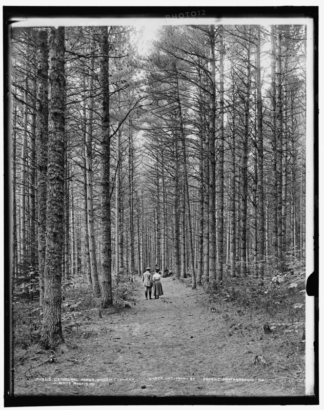 Cathedral Woods, North Conway, White Mountains, c1900. Creator: Unknown.