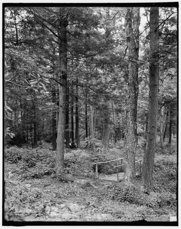 Path thro' the woods, Mt. Pocono, Pa., c1905. Creator: Unknown.