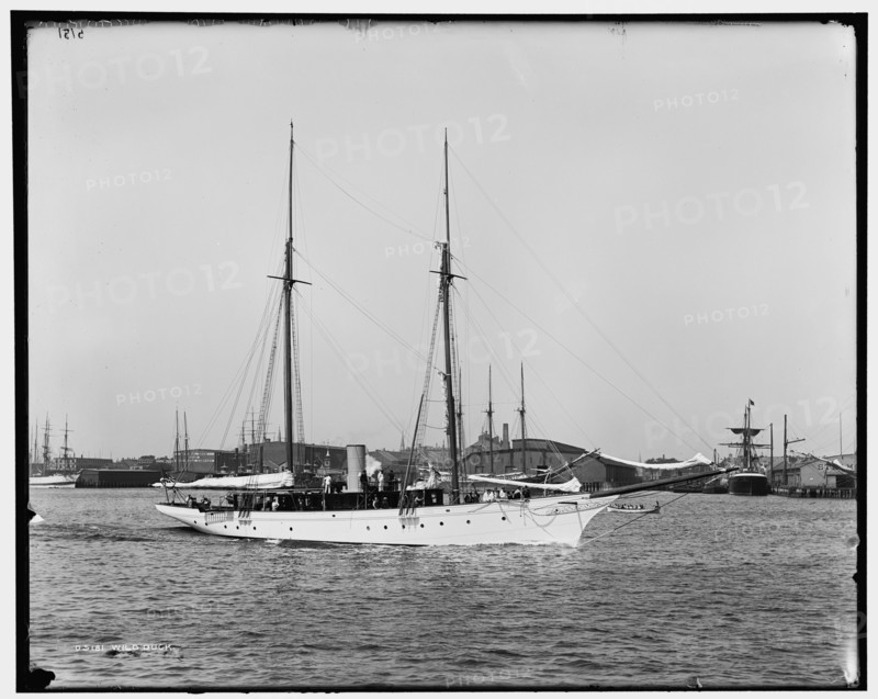 Wild Duck, between 1891 and 1899. Creator: Unknown.
