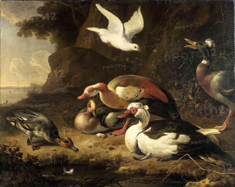 Ducks, c.1675-c.1680. Creator: Melchior d'Hondecoeter.
