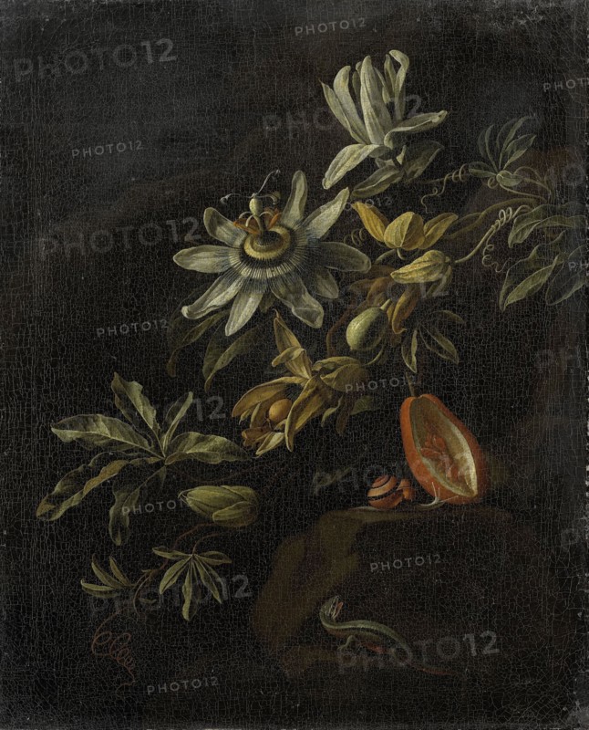 Still Life with Passionflowers, 1670-1708. Creator: Elias Van Den Broeck.