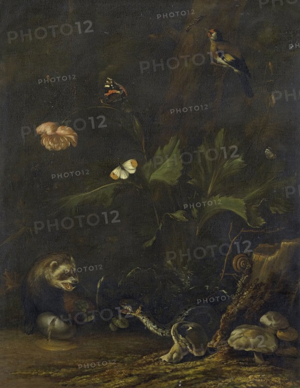 Animals and Plants, 1650-1677. Creator: Anthonie van Borssom.