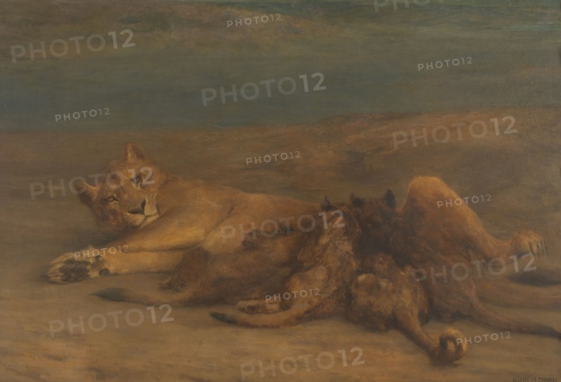 'Mother's Love' - lioness with four nursing cubs, 1870-1904.  Creator: John MacAllan Swan.