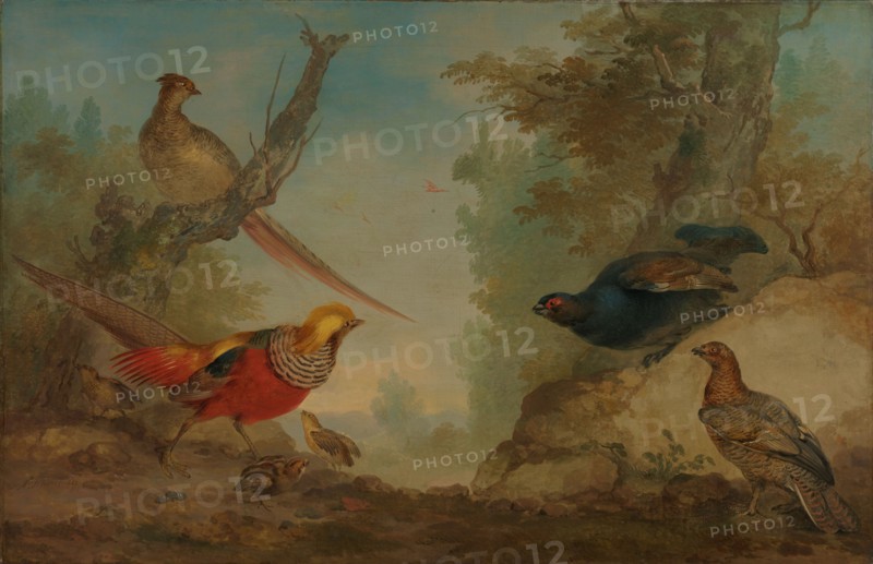 Pheasants, 1730-1760. Creator: Aert Schouman.