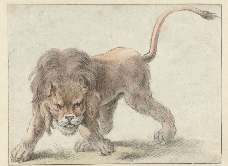 Lion, c.1626. Creator: Cornelis Saftleven.