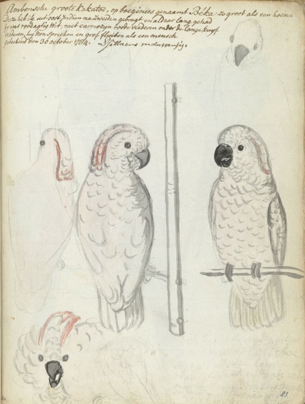 Cockatoo from Ambon, 1784. Creator: Jan Brandes.