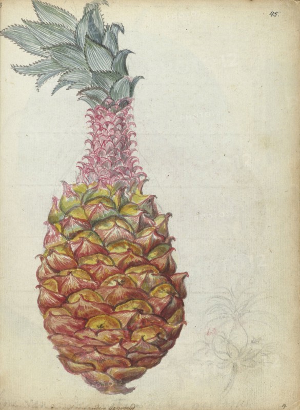 Pineapple, 1785. Creator: Jan Brandes.
