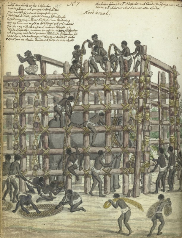 Restraining a Wild Elephant, 1785. Creator: Jan Brandes.
