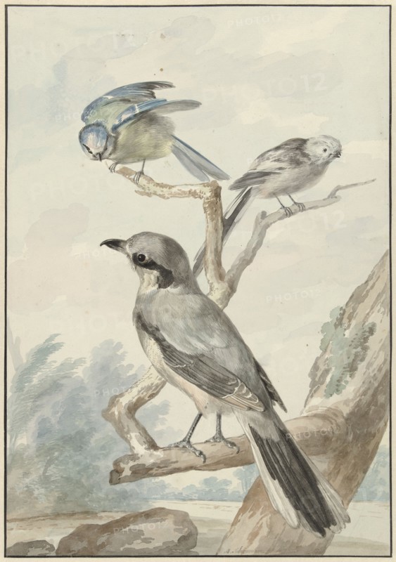 Three birds: a tail tit, a blue tit and a Klapekster or big clawier, 1756. Creator: Aert Schouman.