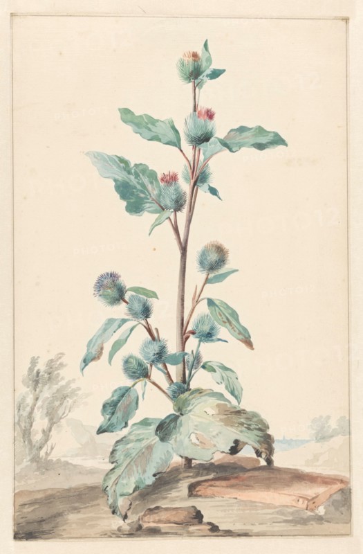 Thistle, 1725-1792. Creator: Aert Schouman.