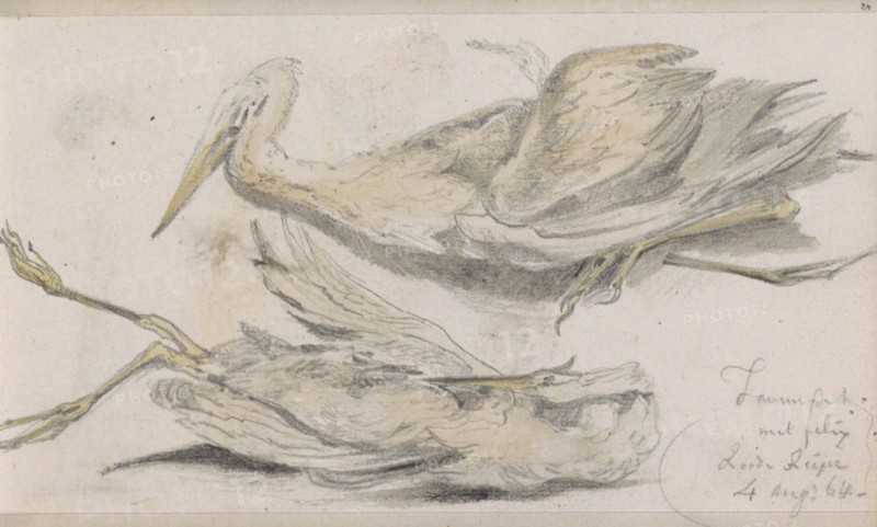 Dead Heron, 1864. Creator: Johannes Tavenraat.