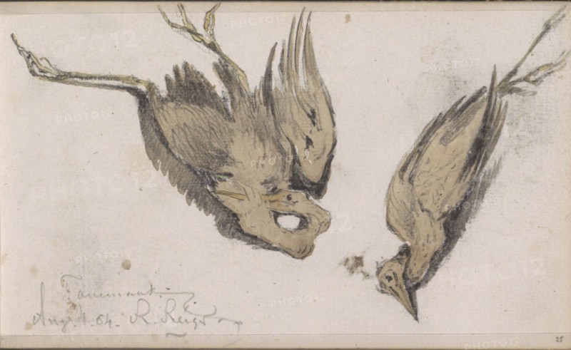 Dead Heron, 1864. Creator: Johannes Tavenraat.