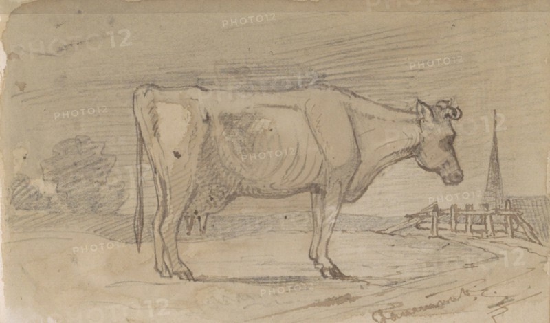 Cow in a meadow, 1864-1880. Creator: Johannes Tavenraat.