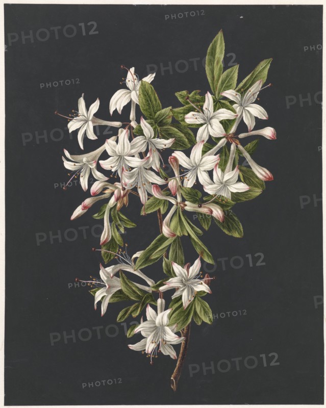 Branch of Azaleas in Bloom, 1831. Creator: M. de Gijselaar.