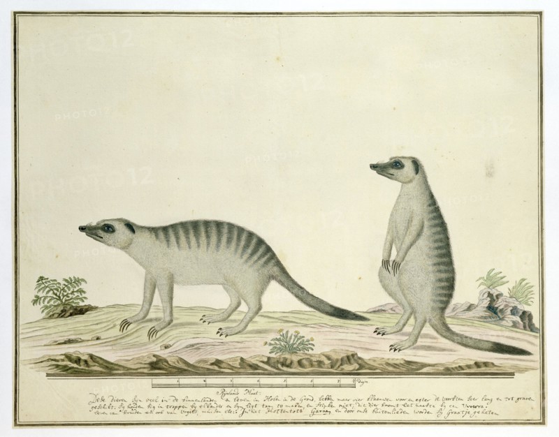 Suricata suricatta (Meerkats), 1777-1786. Creator: Robert Jacob Gordon.