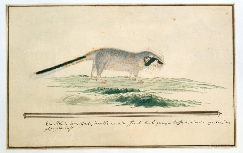 Graphiurus ocularis (Spectacled dormouse), 1777-1786. Creator: Robert Jacob Gordon.