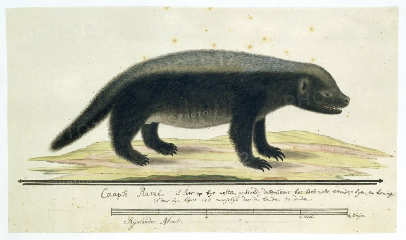 Mellivora capensis (Honey-badger), 1773-1780. Creator: Robert Jacob Gordon.