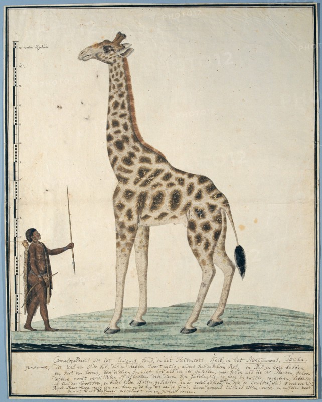 Giraffa camelopardalis (Giraffe), 1779. Creator: Robert Jacob Gordon.