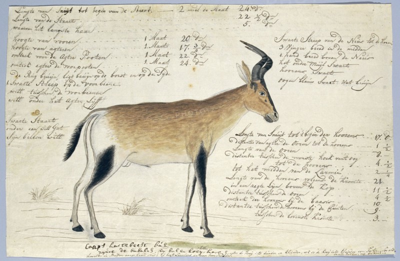 Lcelaphus buselaphus caama (Hartebeest), 1777-1786. Creator: Robert Jacob Gordon.