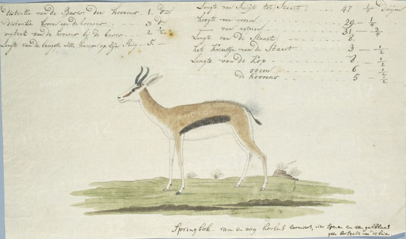 Antidorcas marsupialis (Springbok), 1774-1786. Creator: Robert Jacob Gordon.