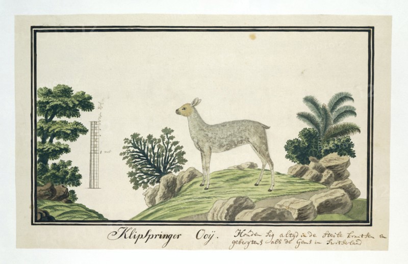Oreotragus oreotragus (Klipspringer), 1777-1786. Creator: Robert Jacob Gordon.