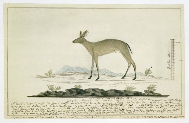 Sylvicapra grimmia (Common Duiker), 1777-1786. Creator: Robert Jacob Gordon.