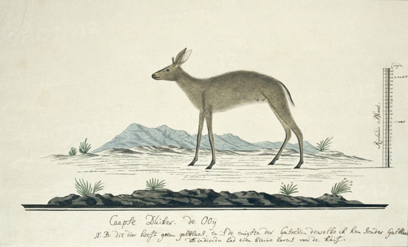 Sylvicapra grimmia (Common Duiker), 1777-1786. Creator: Robert Jacob Gordon.