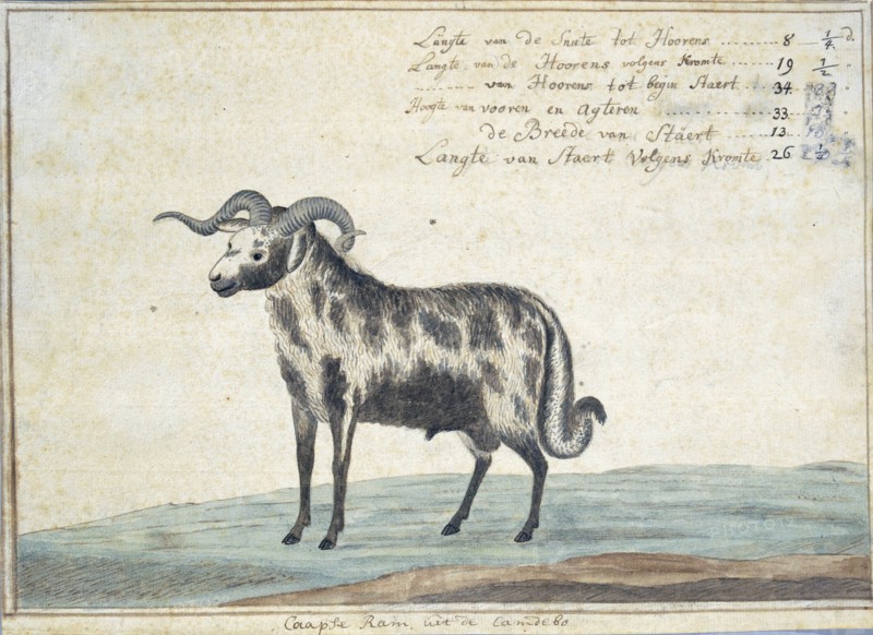 Cape ram, 1778. Creator: Robert Jacob Gordon.