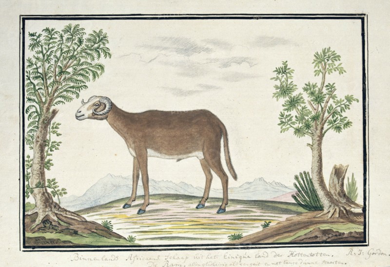 Cape ram, 1777-1786. Creator: Robert Jacob Gordon.