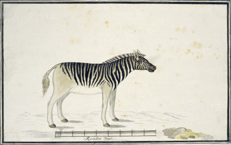 Equus quagga burchelli (Burchell’s Zebra), 1790. Creator: Robert Jacob Gordon.
