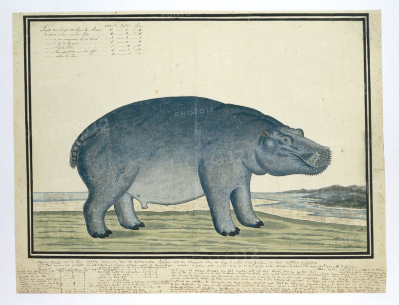 Hippopotamus amphibius capensis (Hippopotamus), c.1777. Creator: Robert Jacob Gordon.