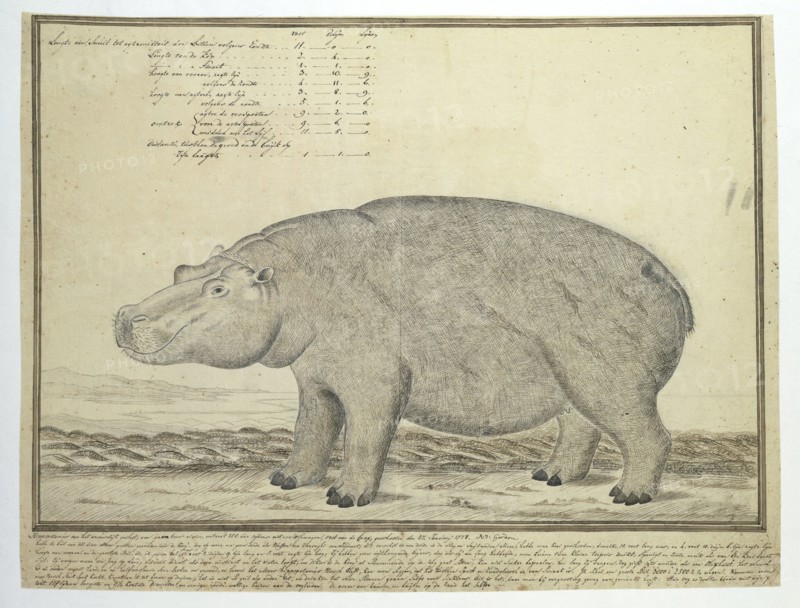 Hippopotamus amphibius capensis (Hippopotamus; female), 1778. Creator: Robert Jacob Gordon.