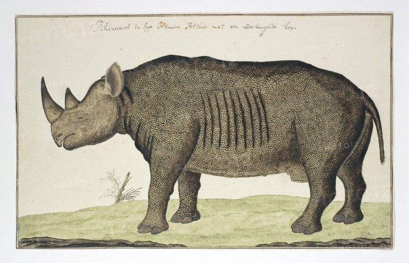 Diceros bicornis (Black Rhinoceros), in or after 1778. Creator: Robert Jacob Gordon.