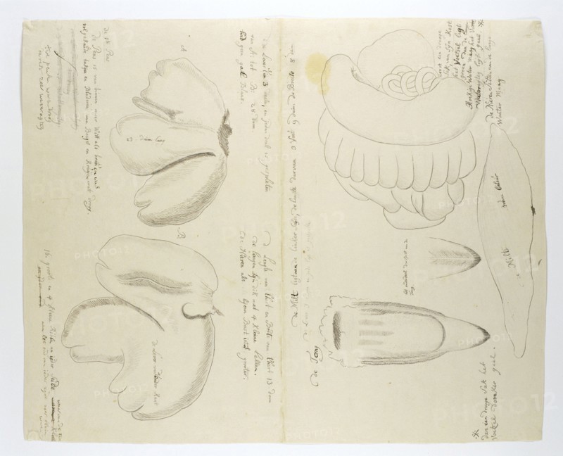 Diceros bicornis bicornis (Rhinoceros), organs, in or after 1778. Creator: Robert Jacob Gordon.