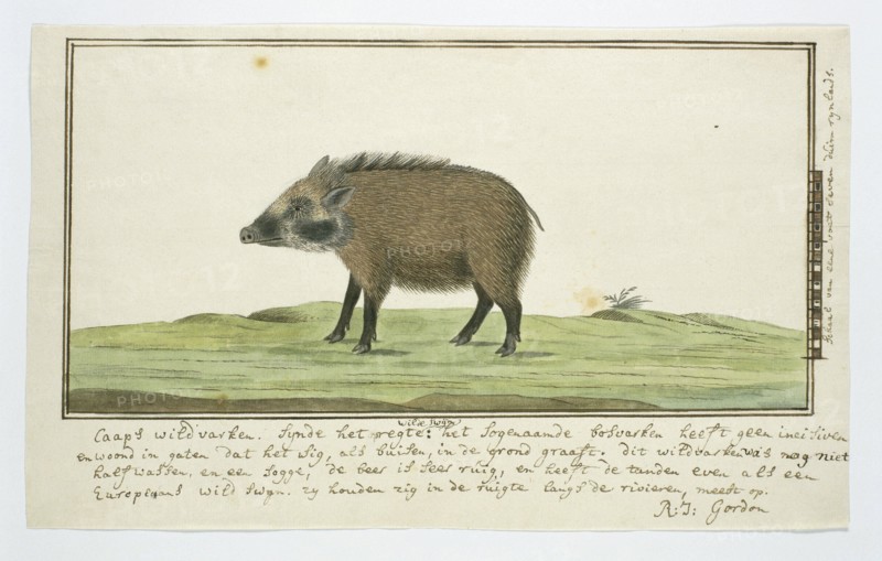 Phacochoerus aethiopicus aethiopicus (Cape warthog; female), c.1778-1779. Creator: Robert Jacob Gordon.