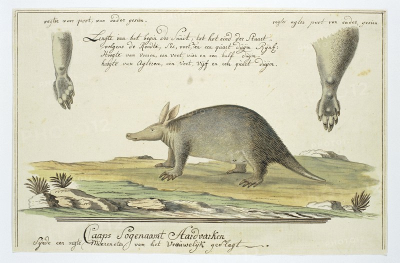 Orycteropus afer (Aardvark), 1777-1786. Creator: Robert Jacob Gordon.
