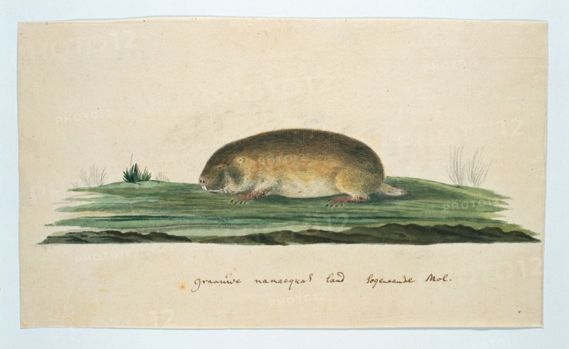 Bathyergus janetta (Namaqua dune mole-rat), 1777-1786. Creator: Robert Jacob Gordon.