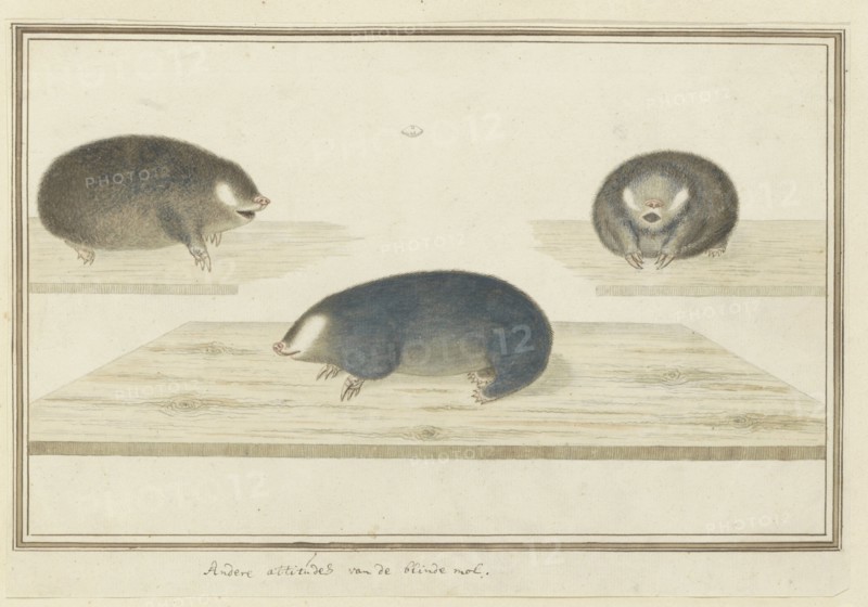 Chrysochloris asiatica (Cape golden mole), c.1777. Creator: Robert Jacob Gordon.