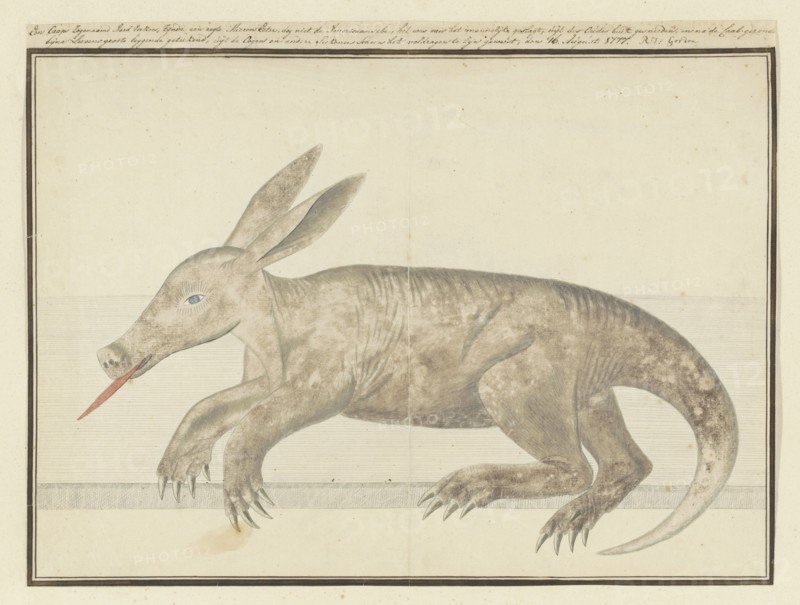 Orycteropus afer (Aardvark), 1777-1786. Creator: Robert Jacob Gordon.