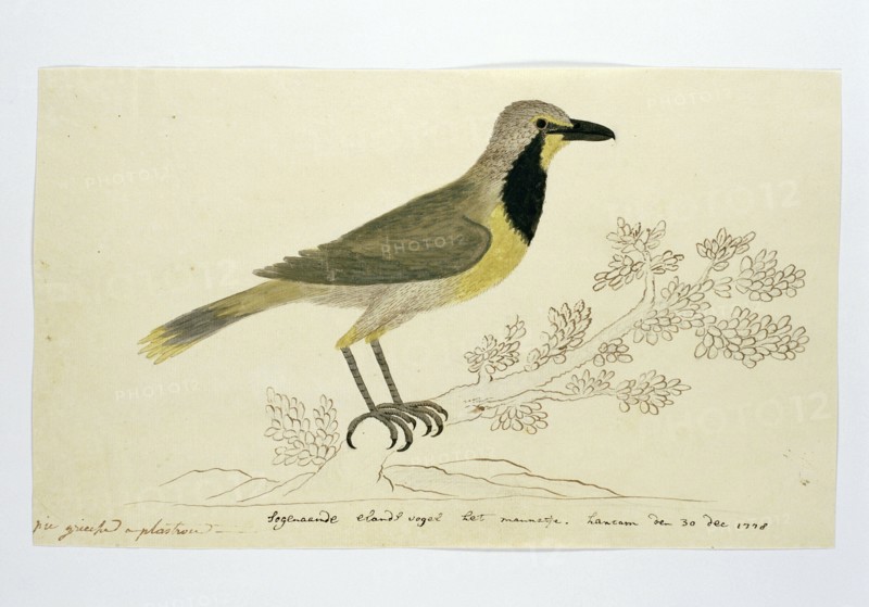 Telephorus zeylonus (Bokmakierie), 1778. Creator: Robert Jacob Gordon.