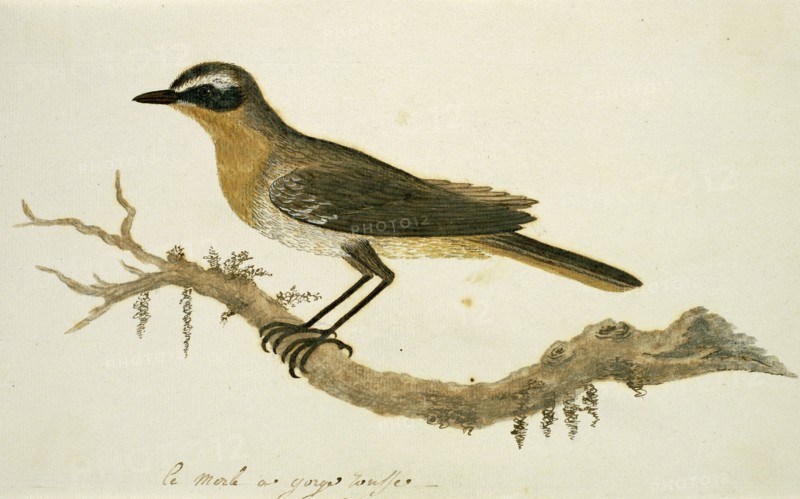 Cossypha caffra (Cape robin-chat), 1777-1786. Creator: Robert Jacob Gordon.