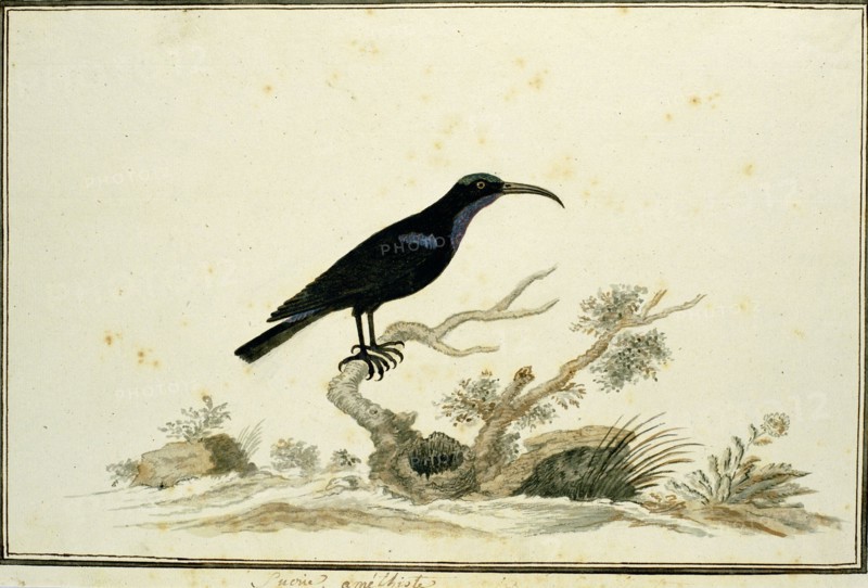 Nectarinia amethystina (Amethyst sunbird), 1777-1786. Creator: Robert Jacob Gordon.