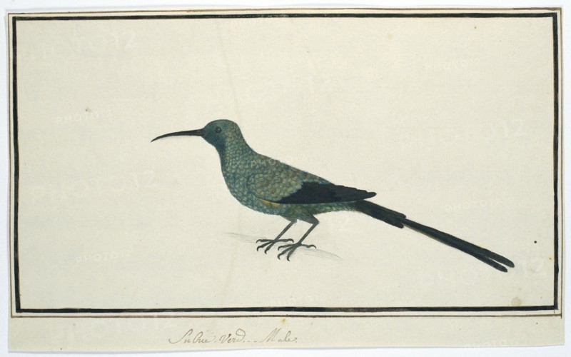 Nectarinia famosa (Malachite sunbird), 1777-1786. Creator: Robert Jacob Gordon.