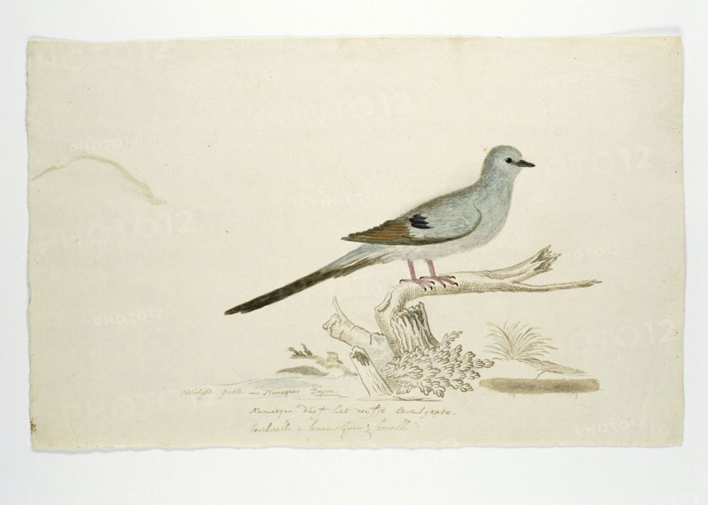 Oena capensis (Namaqua dove), 1777-1786. Creator: Robert Jacob Gordon.