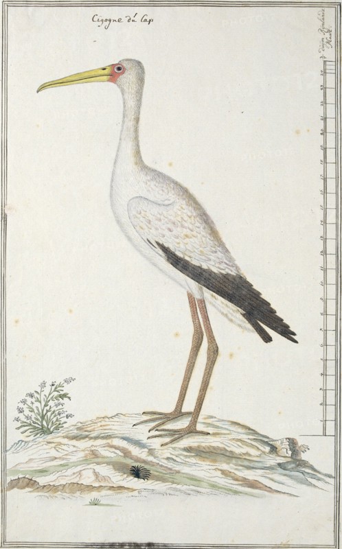 Mycteria ibis (Yellow-billed stork or Wood stork), c.1778. Creator: Robert Jacob Gordon.
