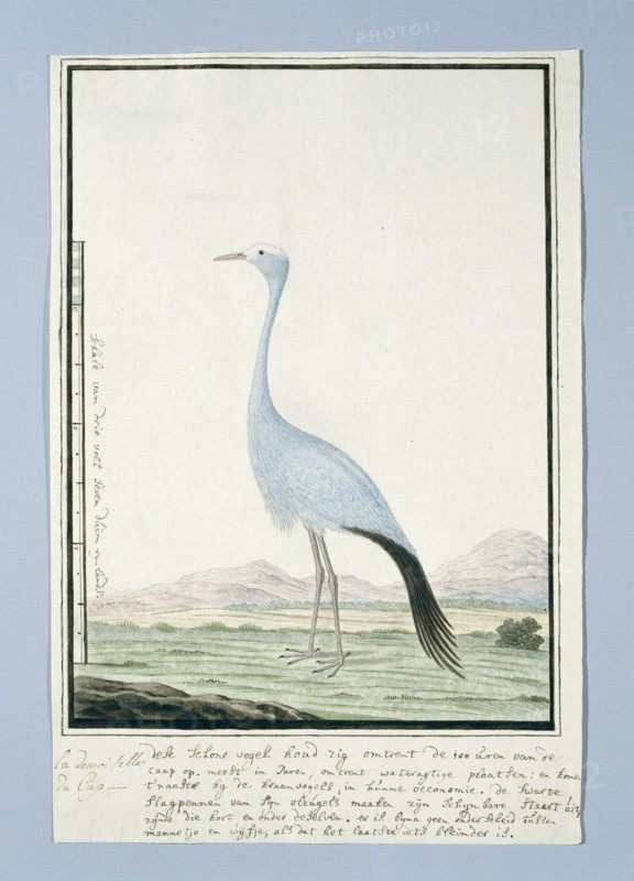Anthropoides paradisea (Blue crane or Stanley crane), 1777-1786. Creator: Robert Jacob Gordon.