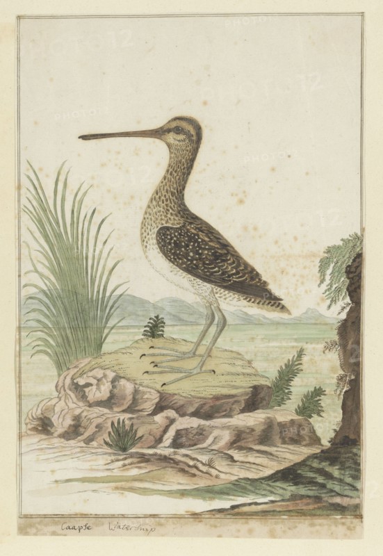 Gallinago nigripennis (African snipe), 1777-1786. Creator: Robert Jacob Gordon.