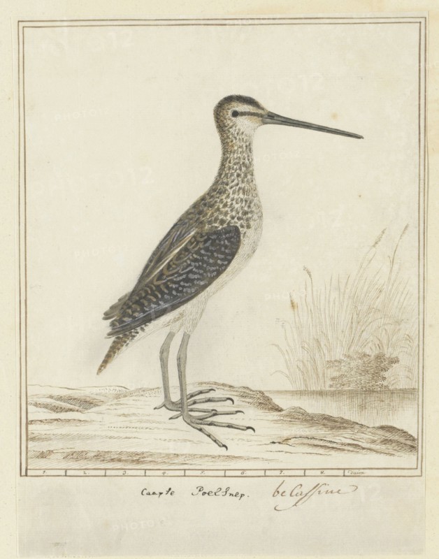 Gallinago nigripennis nigripennis (African snipe), 1777-1786. Creator: Robert Jacob Gordon.